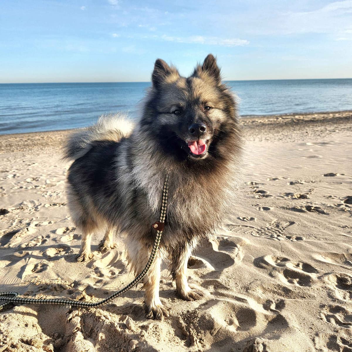 Keeshond Puppies breeder image 26