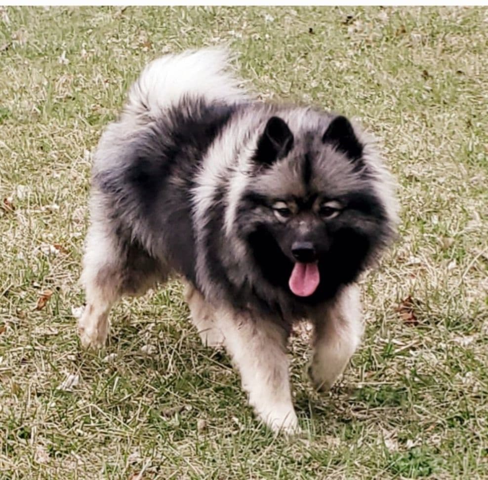 Keeshond Puppies breeder image 19