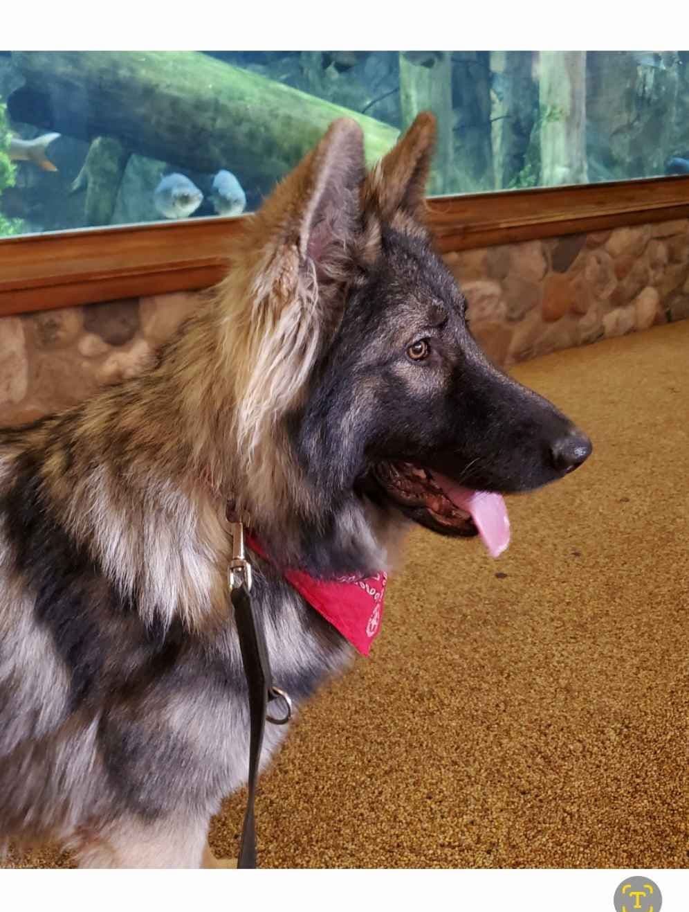 Keeshond Puppies breeder image 17