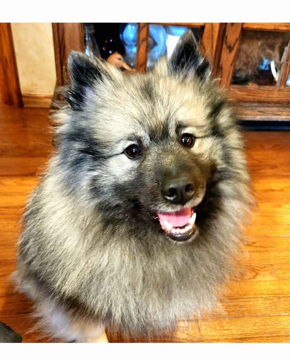 Keeshond Puppies breeder image 24