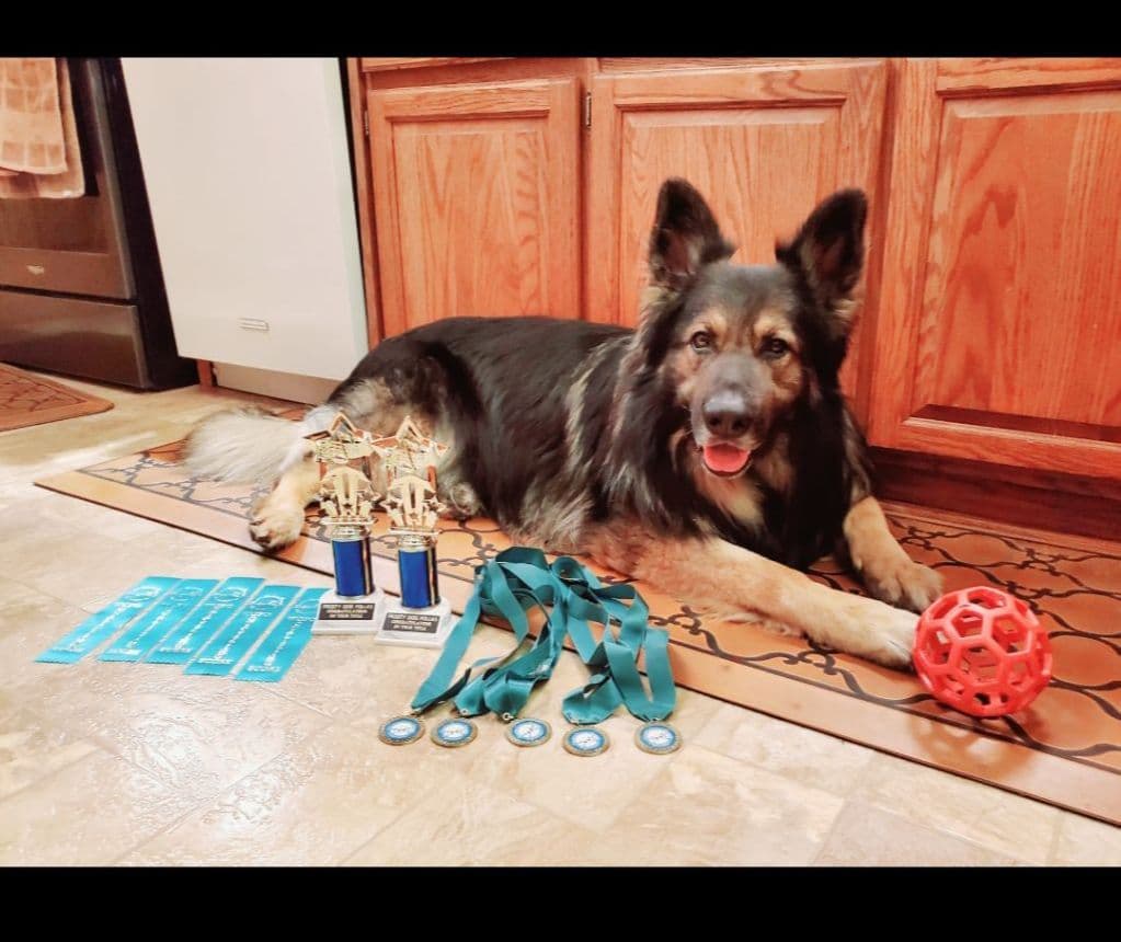 Keeshond Puppies breeder image 20