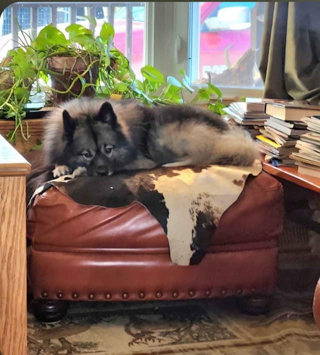 Keeshond Puppies media 9