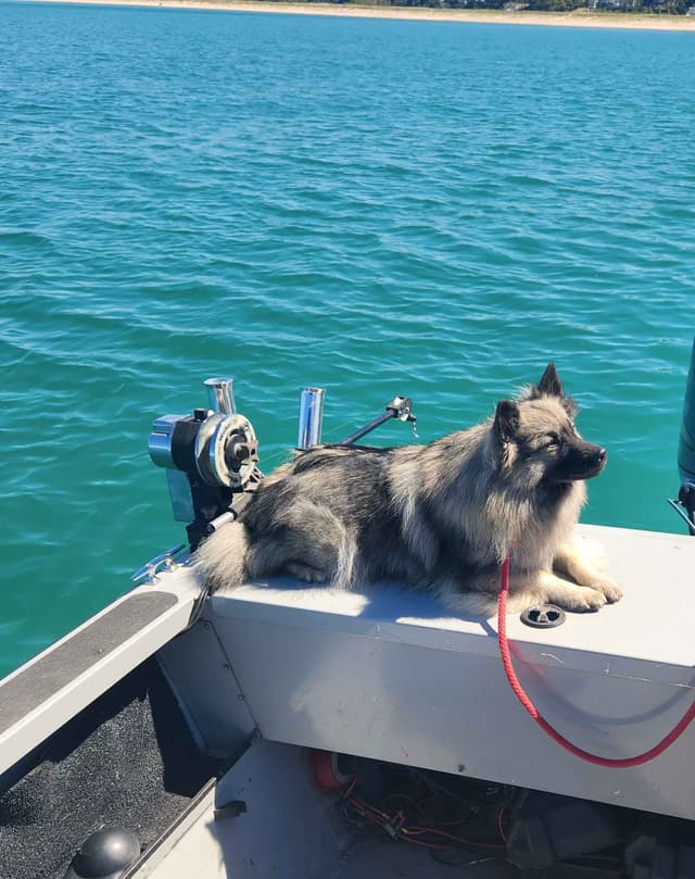 Keeshond Puppies media 6