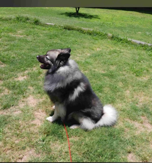 Keeshond Puppies media 8