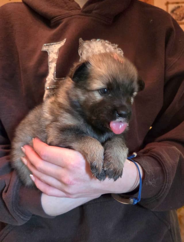 Keeshond Puppies media 2