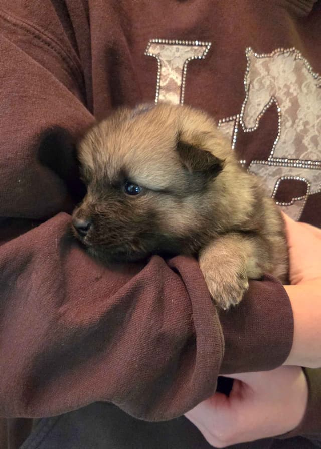 Keeshond Puppies media 4