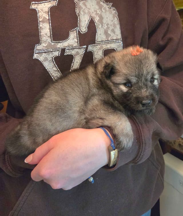 Keeshond Puppies media 3