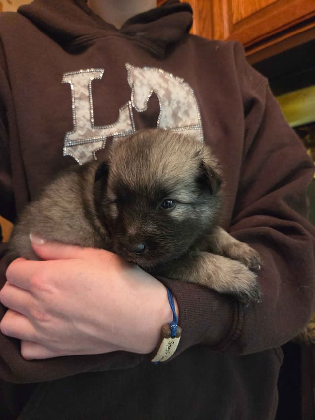 Keeshond Puppies media 5