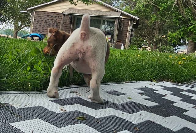 Teddy Roosevelt Terrier Puppies media 2