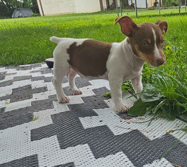 Teddy Roosevelt Terrier Puppies media 3