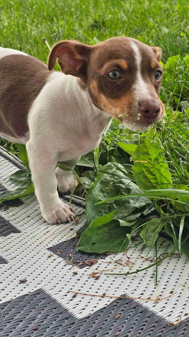 Teddy Roosevelt Terrier Puppies media 4