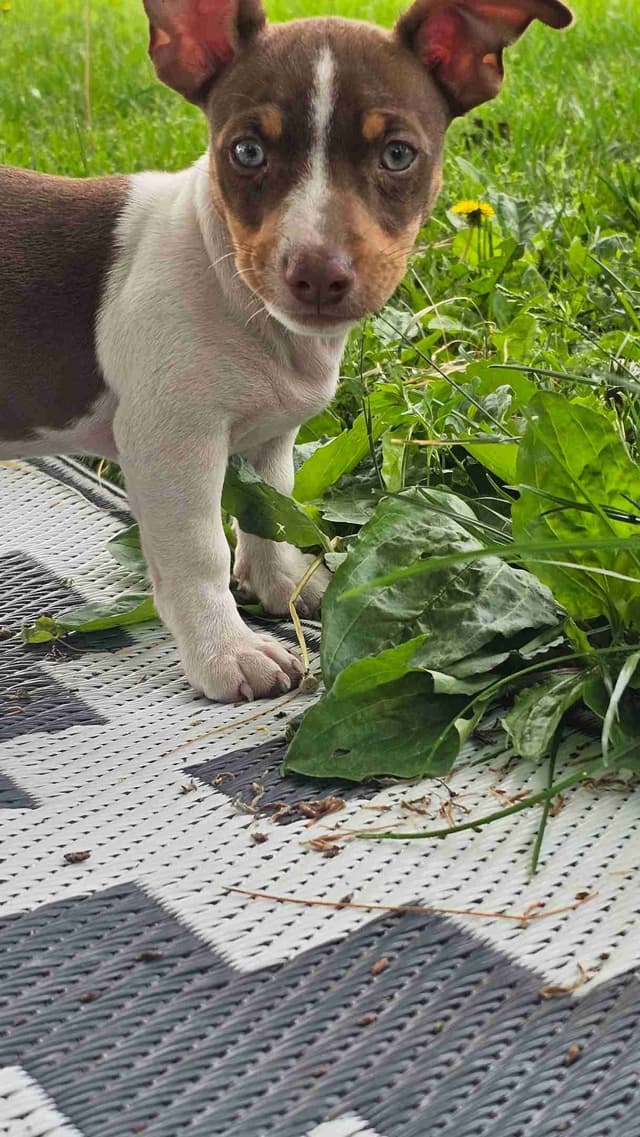 Teddy Roosevelt Terrier Puppies media 6