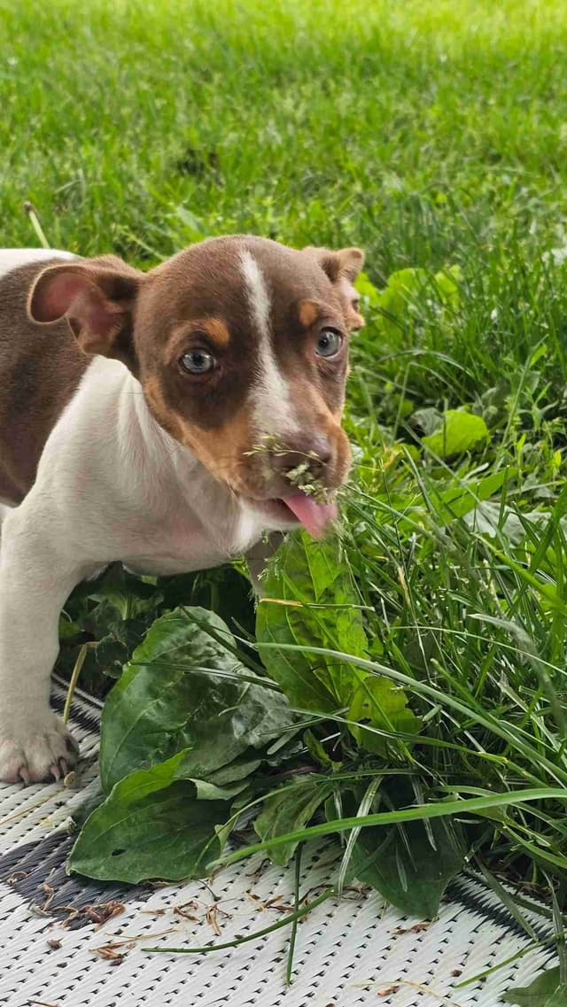 Teddy Roosevelt Terrier Puppies media 7