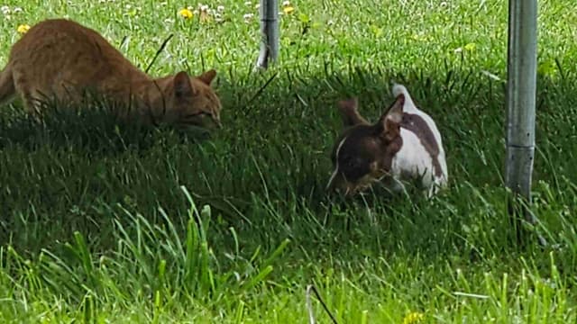 Teddy Roosevelt Terrier Puppies media 9
