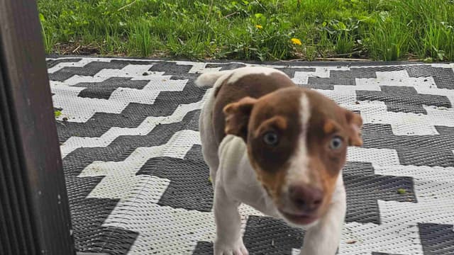 Teddy Roosevelt Terrier Puppies media 8