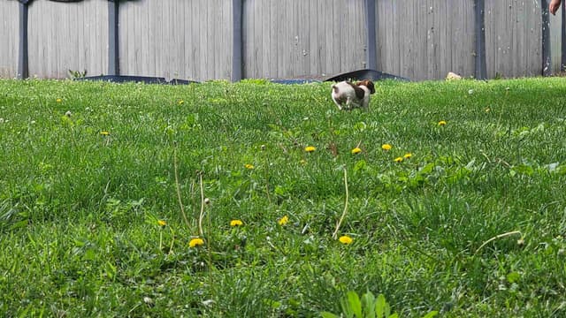 Teddy Roosevelt Terrier Puppies media 10