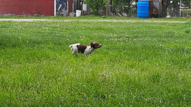 Teddy Roosevelt Terrier Puppies media 11