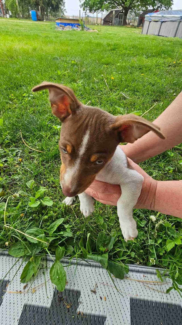 Teddy Roosevelt Terrier Puppies media 12