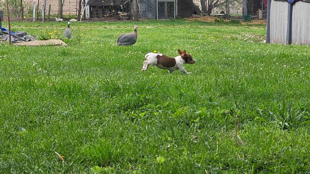 Teddy Roosevelt Terrier Puppies media 14