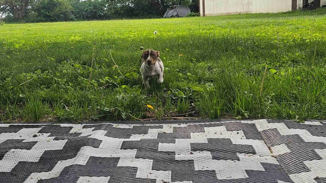 Teddy Roosevelt Terrier Puppies media 15