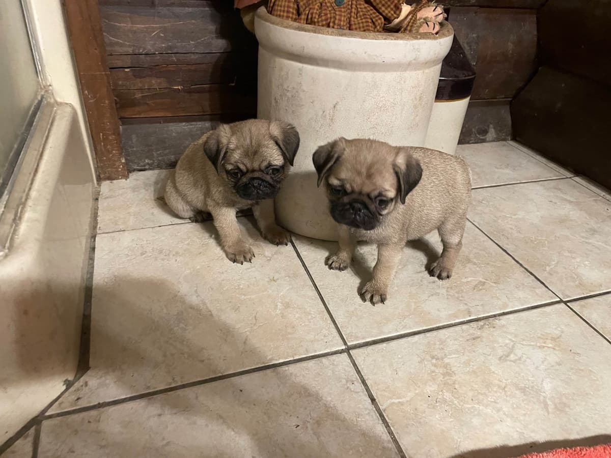 Miniature Schnauzer Puppies breeder image 1