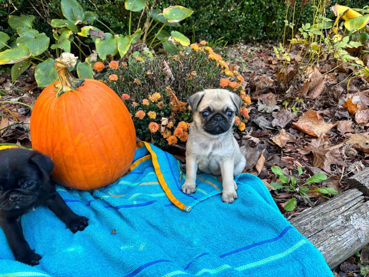 Miniature Schnauzer Puppies breeder image 2