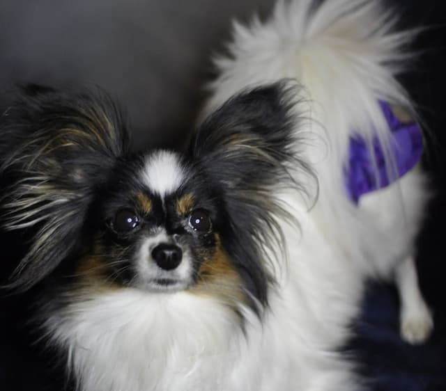 Ruby and Zoey Ready for Forever Homes 5/24/26 media 13