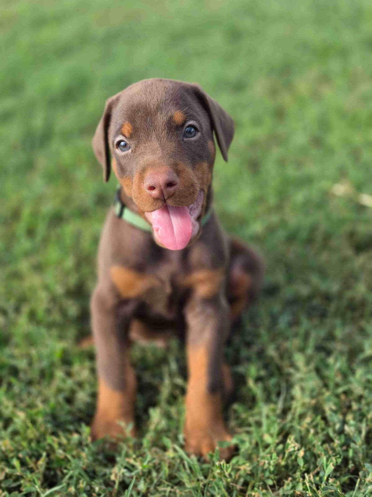 Doberman Pinscher Puppies breeder image 4