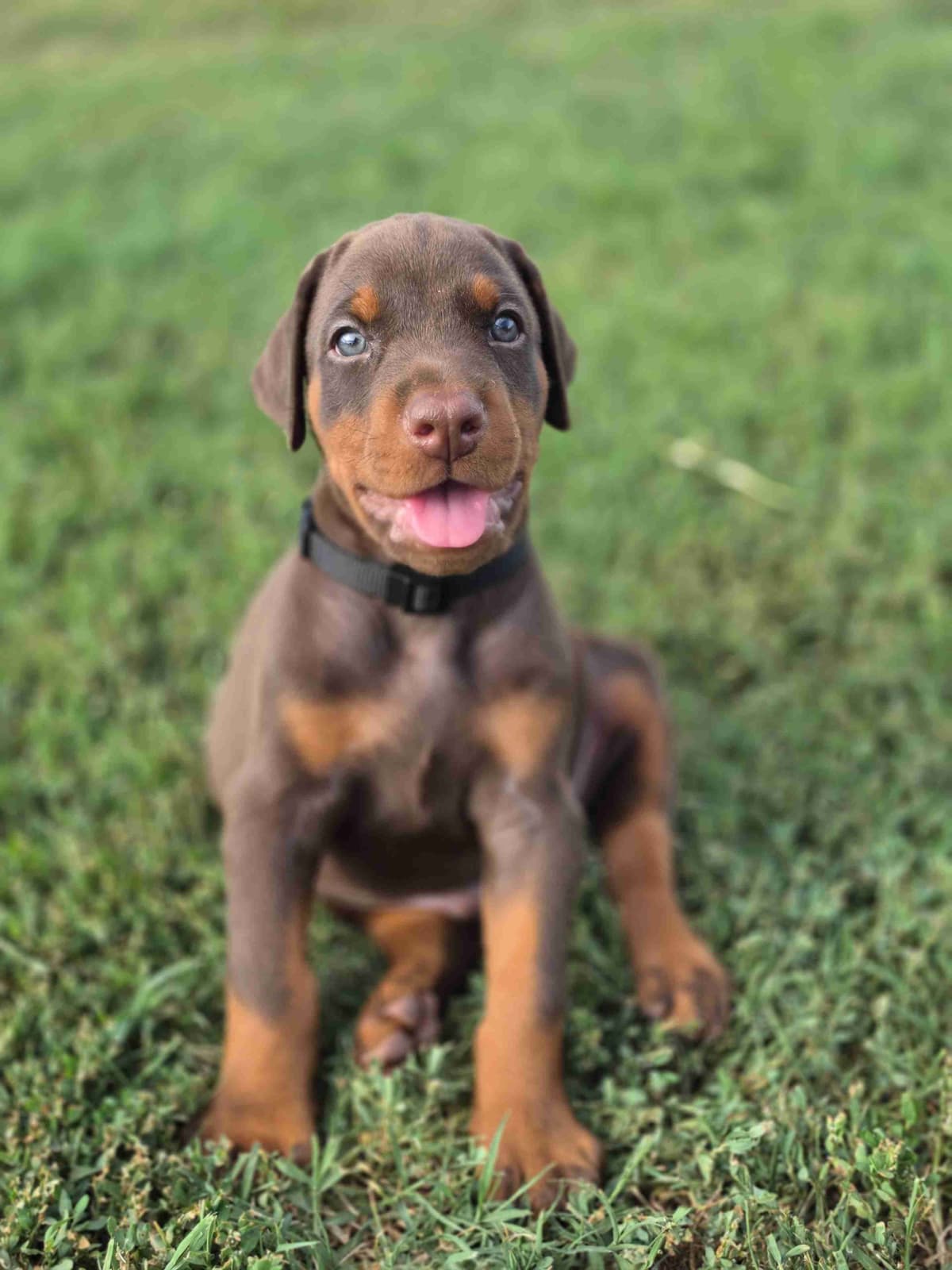 Doberman Pinscher Puppies breeder image 5