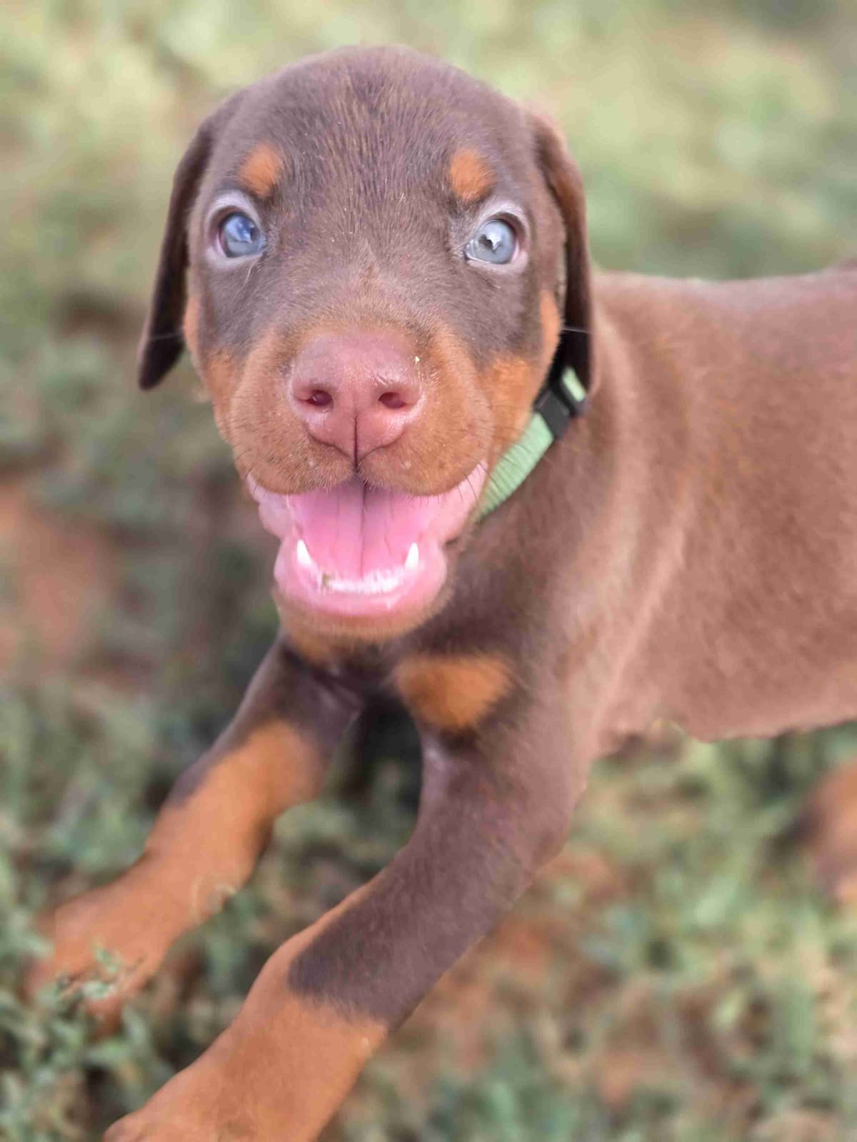 Doberman Pinscher Puppies breeder image 6