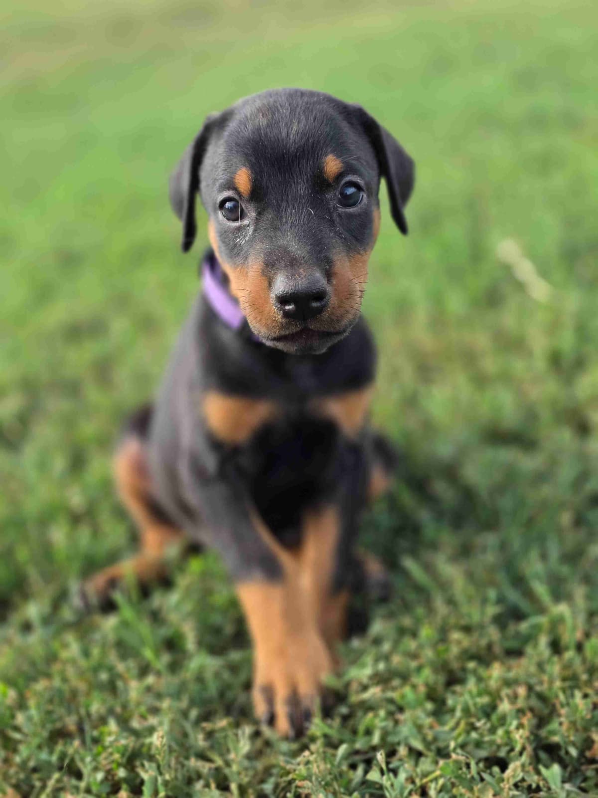 Doberman Pinscher Puppies breeder image 7