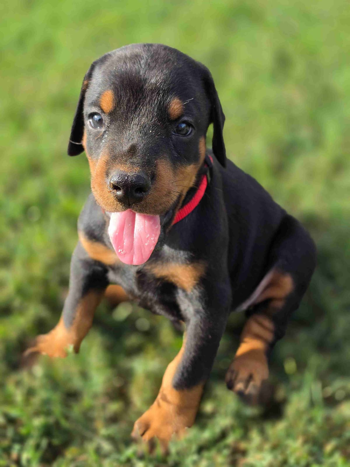 Doberman Pinscher Puppies breeder image 8
