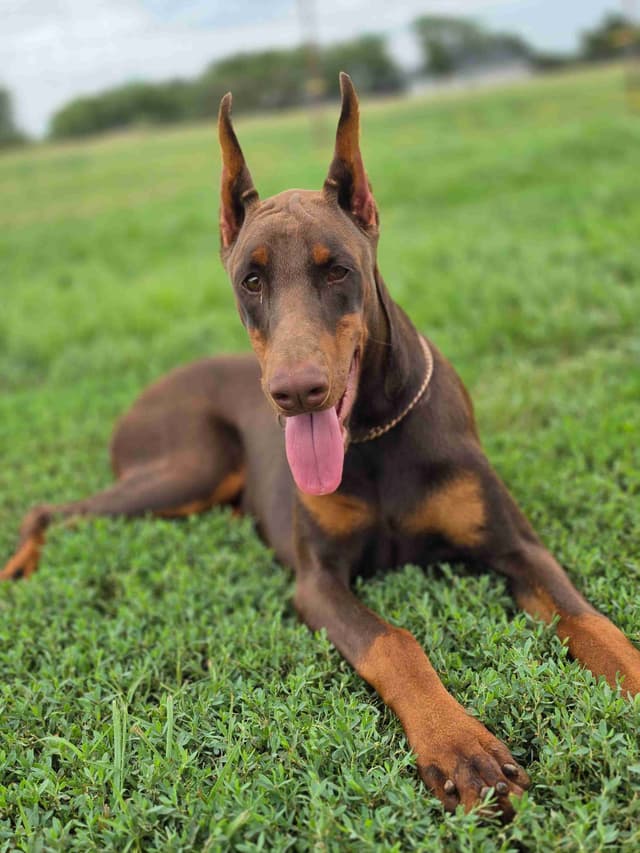 Doberman Pinscher Puppies media 2