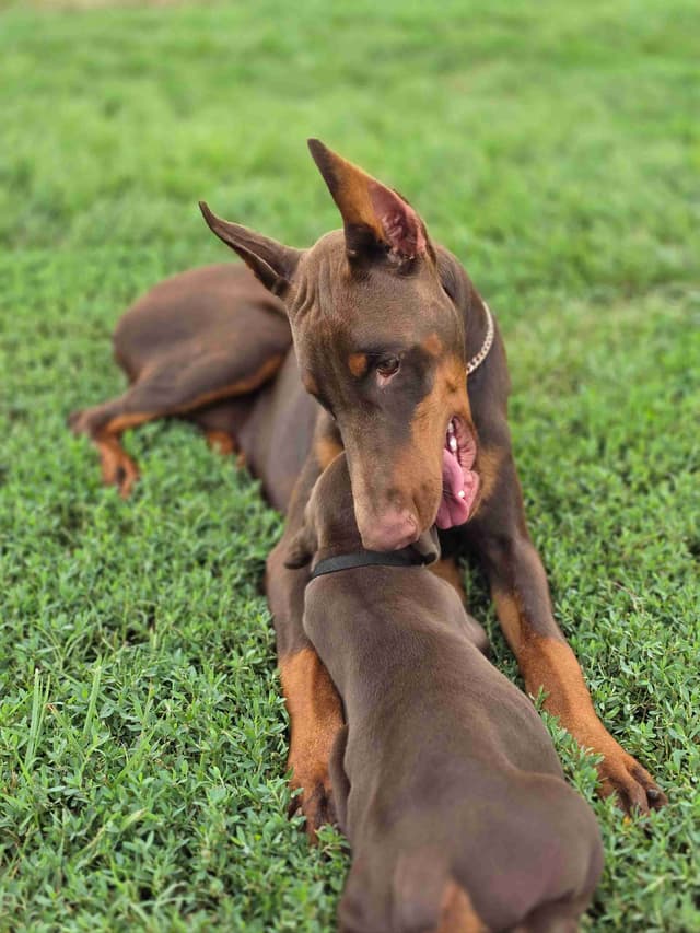 Doberman Pinscher Puppies media 3