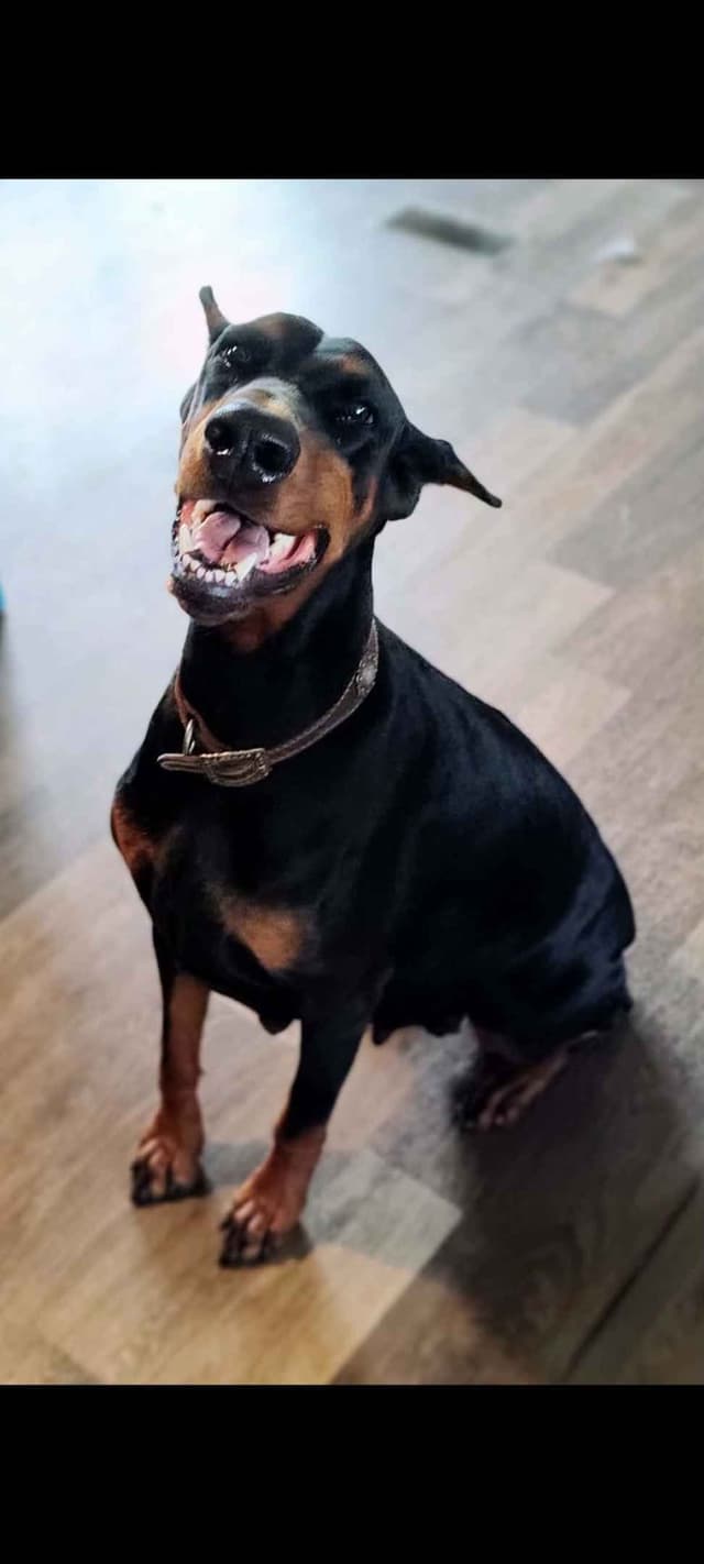 Doberman Pinscher Puppies media 4