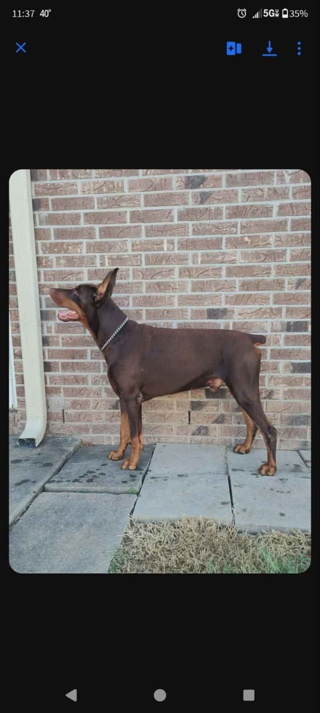 Doberman Pinscher Puppies media 5