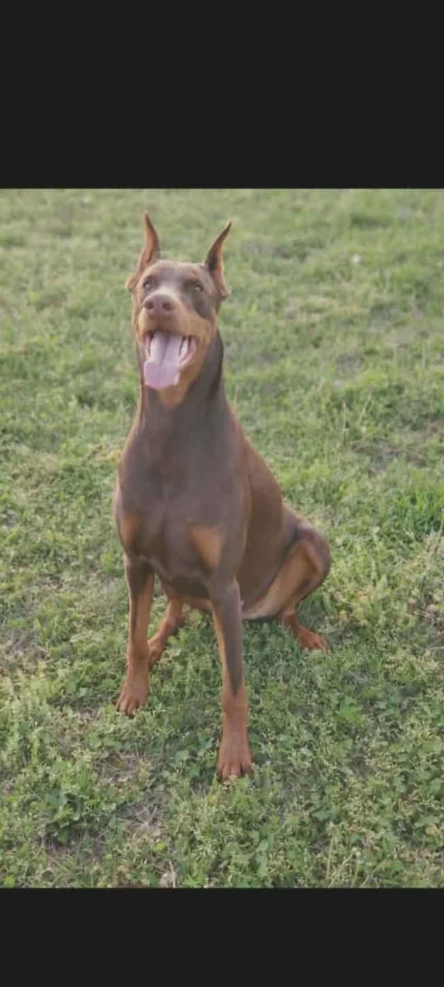 Doberman Pinscher Puppies media 6