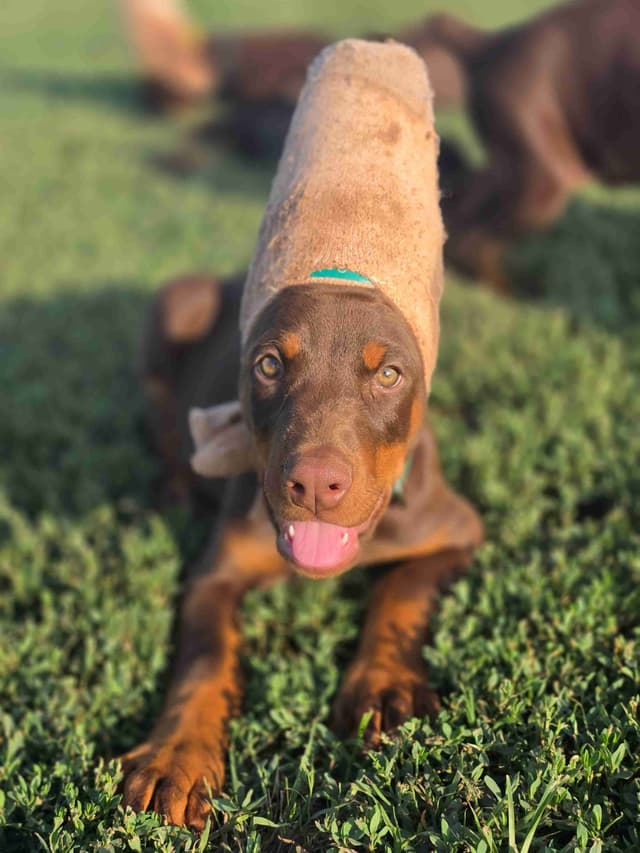 Doberman Pinscher Puppies media 8