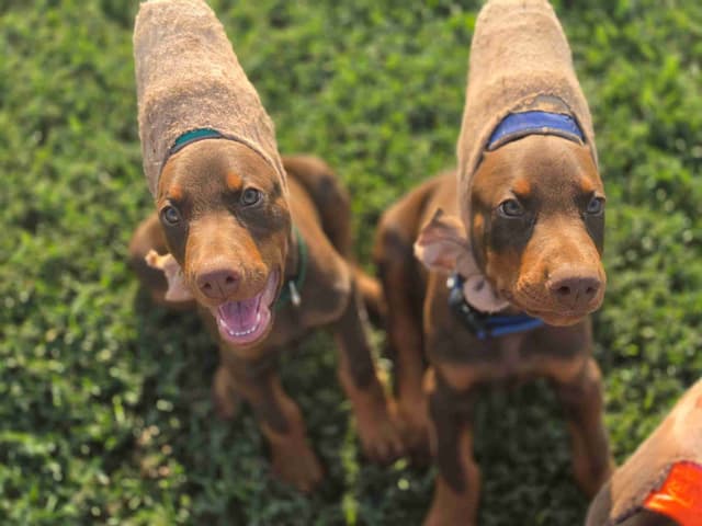 Doberman Pinscher Puppies media 9