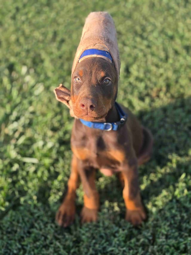Doberman Pinscher Puppies media 10