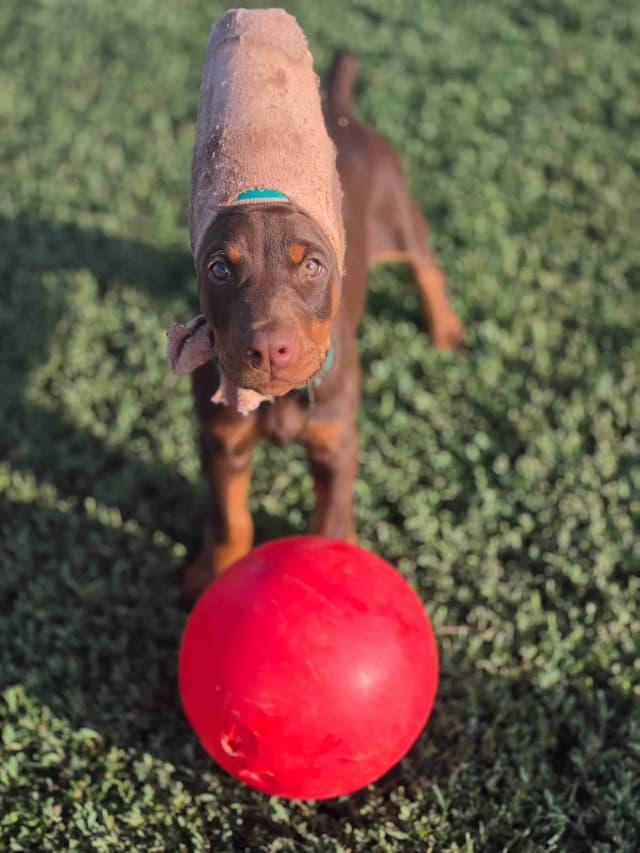Doberman Pinscher Puppies media 11