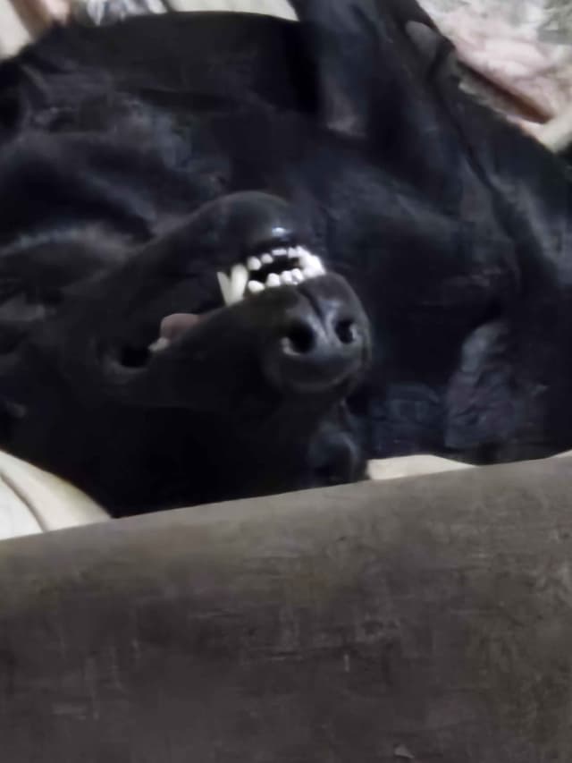 Labrador Retriever Puppies media 2