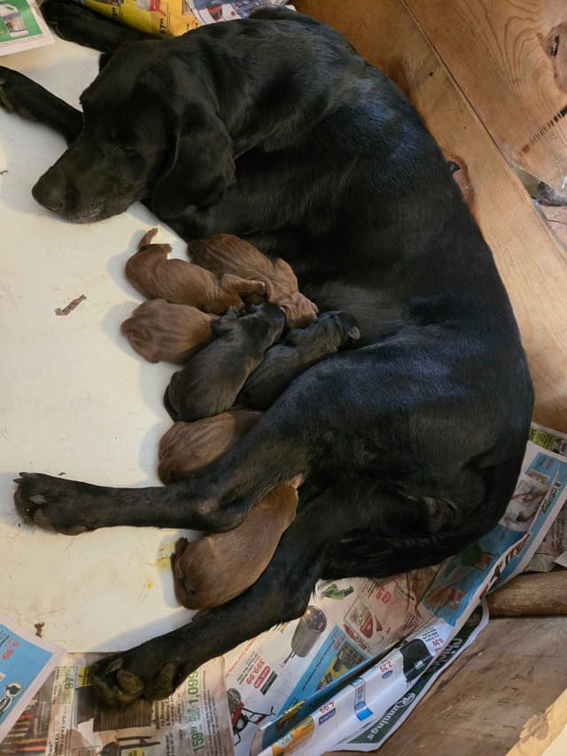 Labrador Retriever Puppies media 3