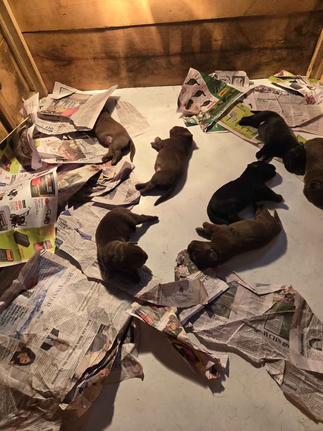 Labrador Retriever Puppies media 4
