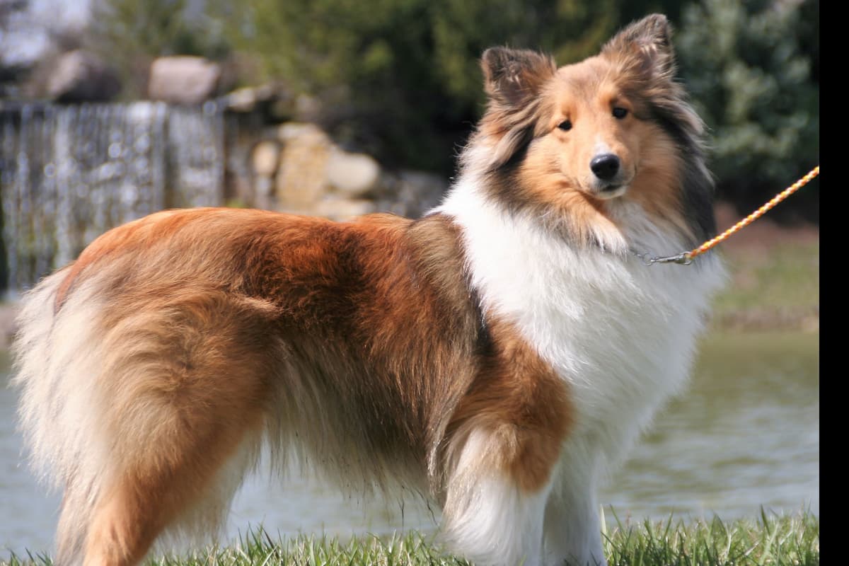 Shetland Sheepdog Puppies breeder image 1