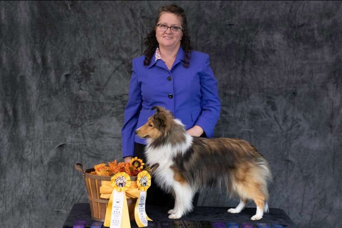 Shetland Sheepdog Puppies breeder image 2