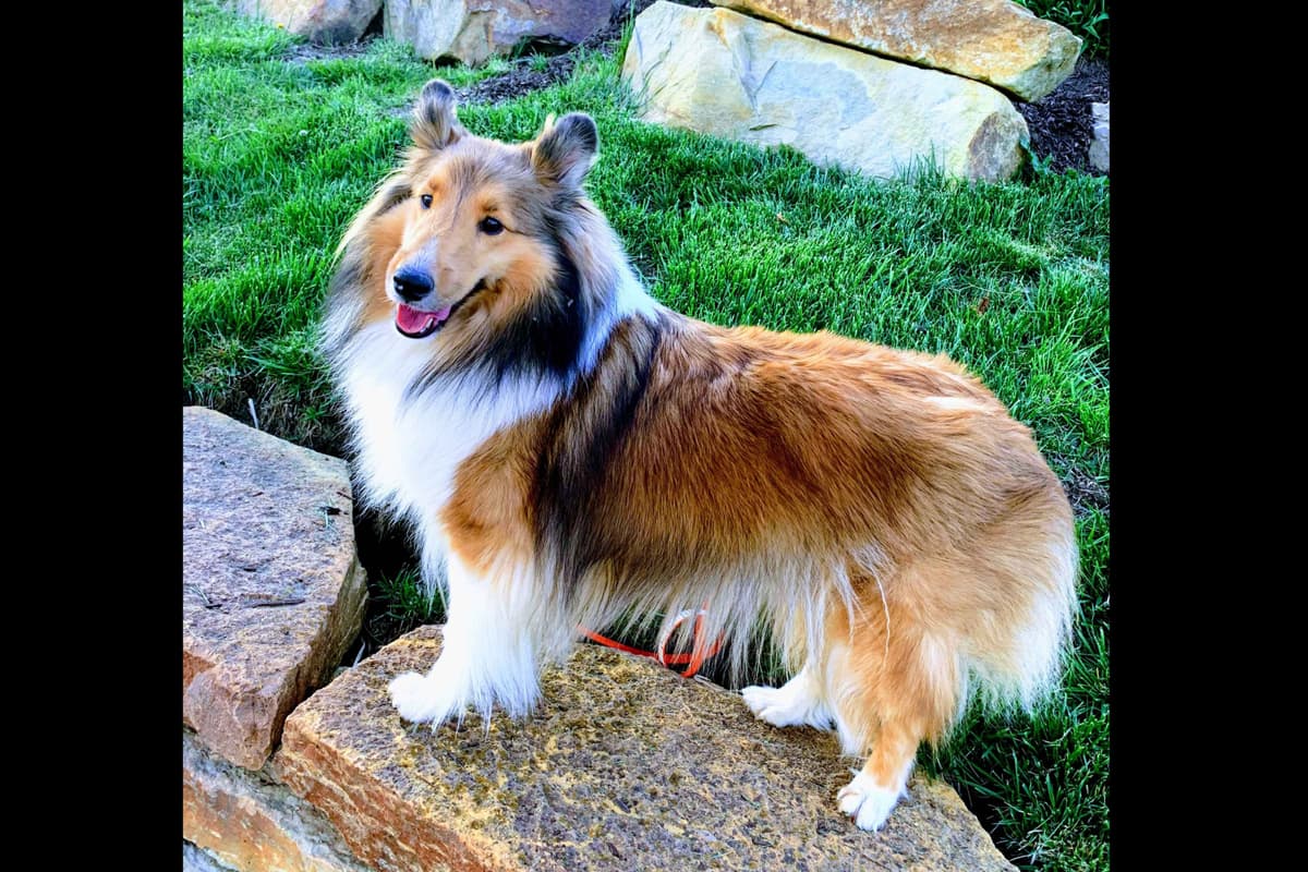 Shetland Sheepdog Puppies breeder image 3