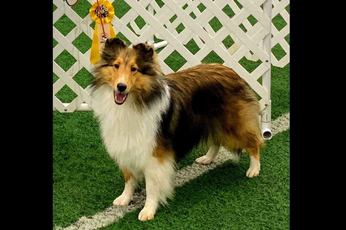 Shetland Sheepdog Puppies breeder image 4