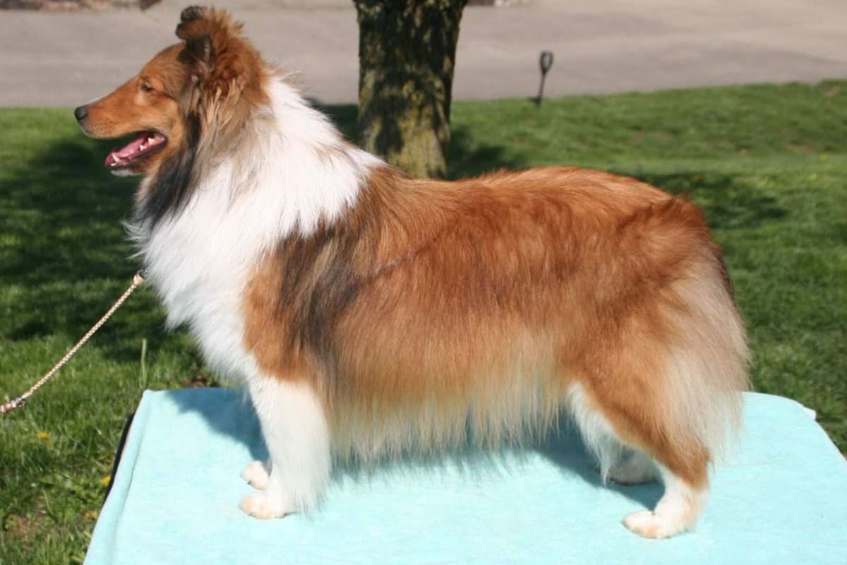 Shetland Sheepdog Puppies breeder image 5