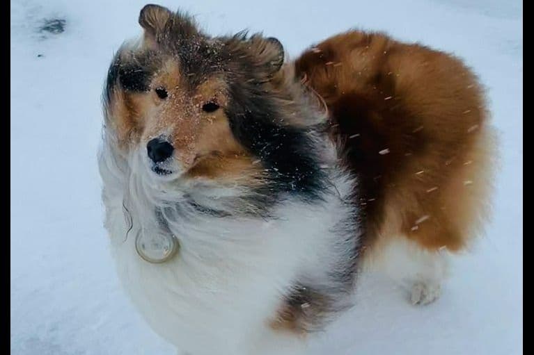 Shetland Sheepdog Puppies breeder image 6